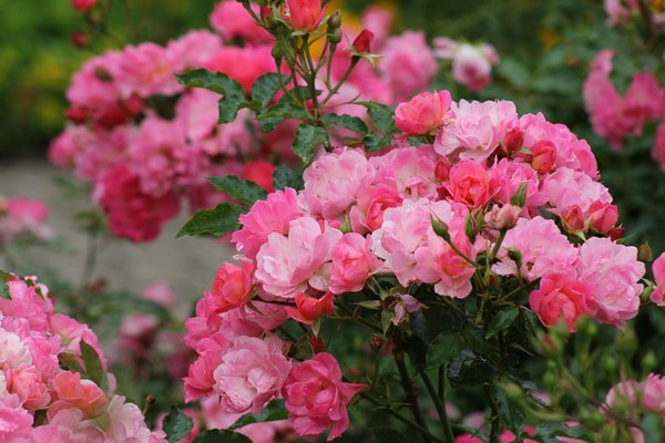 Dimensions d'un container 40 pieds : tout ce qu'il faut savoir