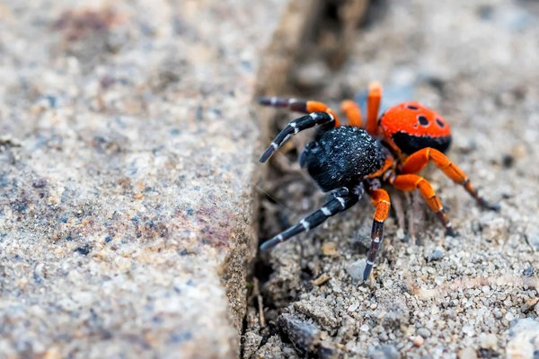 Lutte biologique : comment traiter une invasion d'araignées rouge dans votre jardin ?